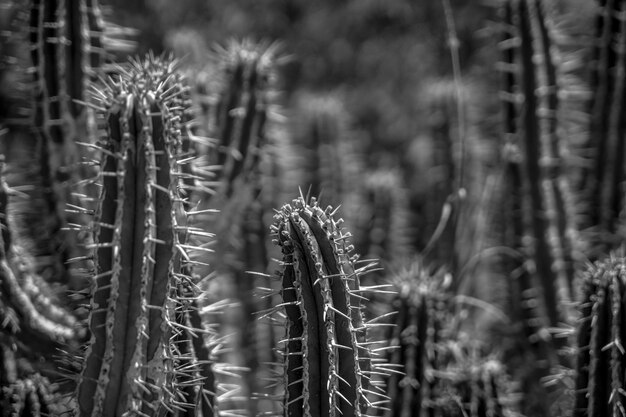 Photo close-up of plants