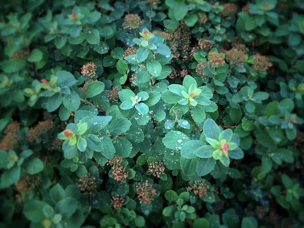 Photo close-up of plants