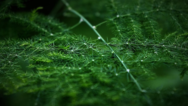 植物のクローズアップ