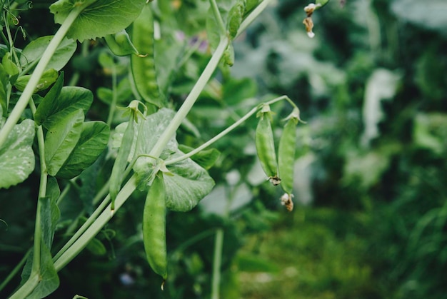 Photo close-up of plants