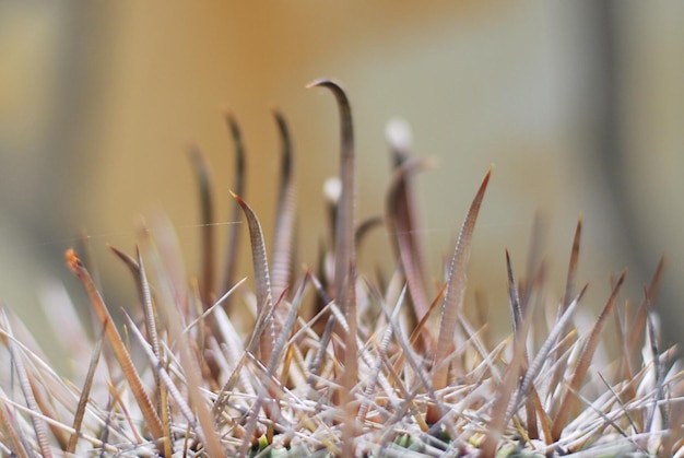 Photo close-up of plants