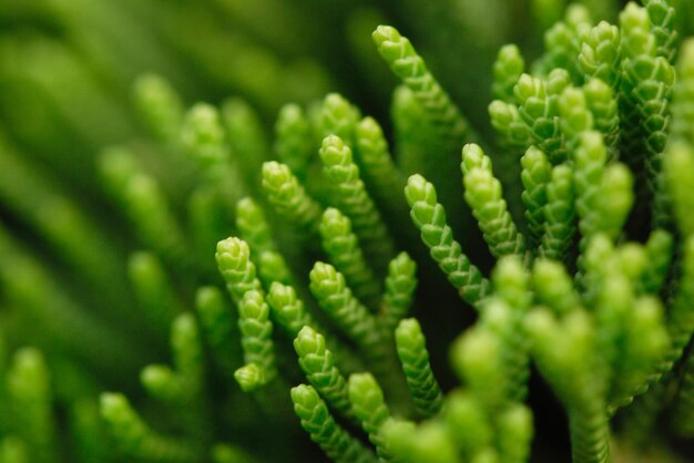 Photo close-up of plants