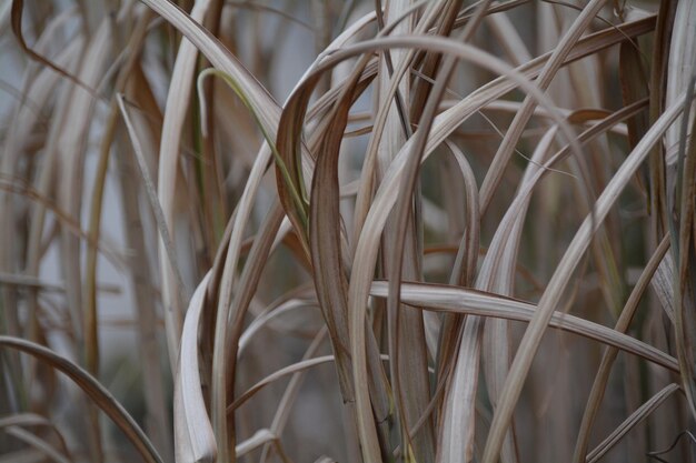 Photo close-up of plants