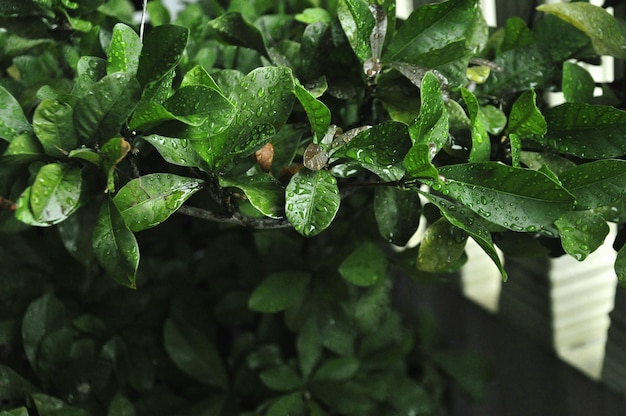 Close-up of plants