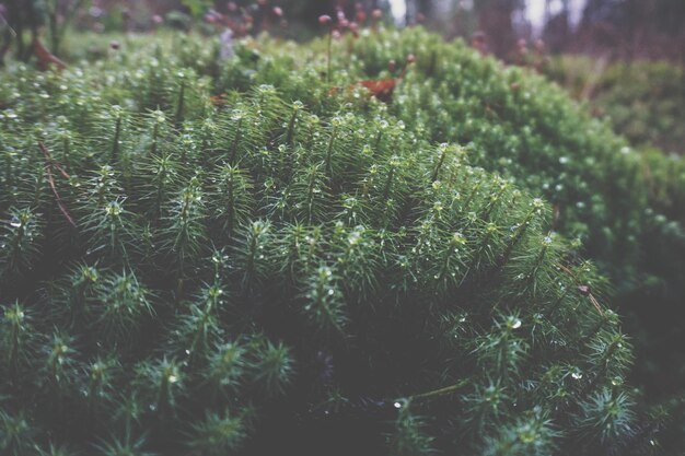 Photo close-up of plants