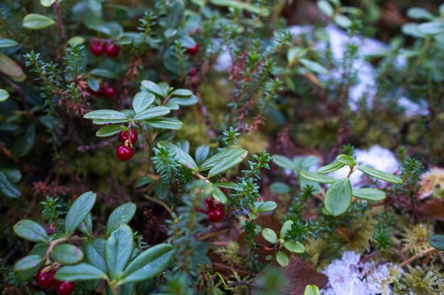 Close-up of plants