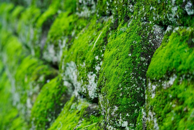 Photo close-up of plants