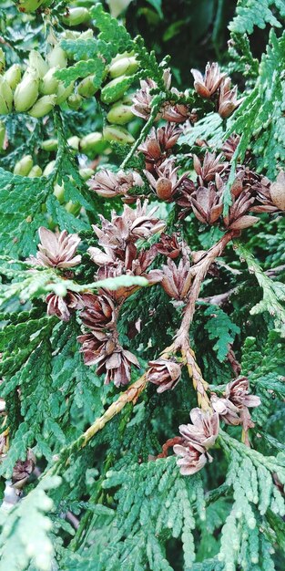 Close-up of plants