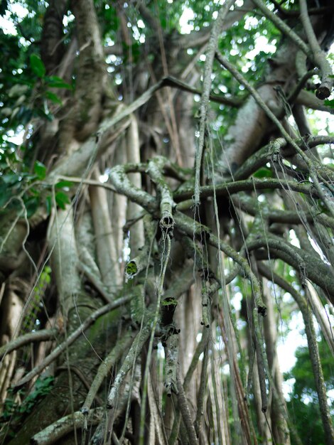 Photo close-up of plants