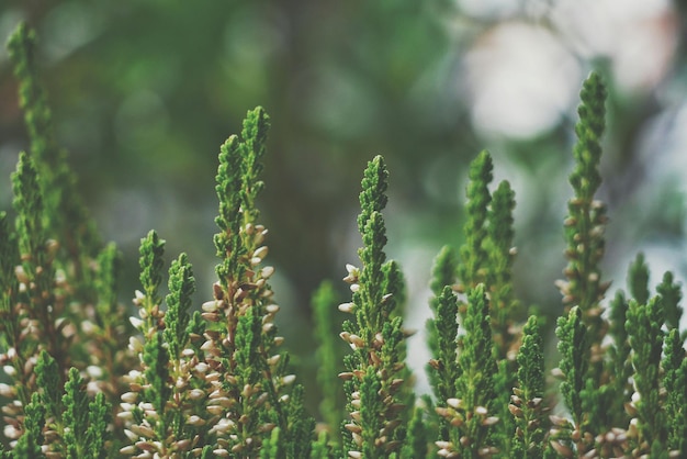 Photo close-up of plants