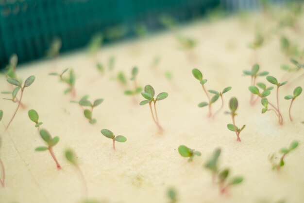 Photo close-up of plants