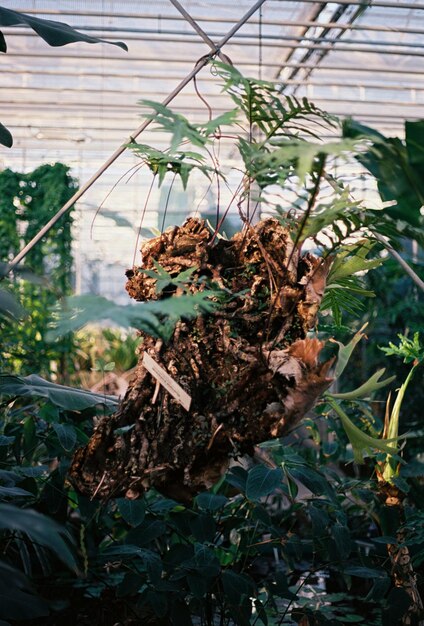 Close-up of plants