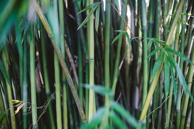 植物のクローズアップ