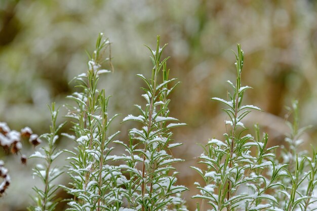 Photo close-up of plants