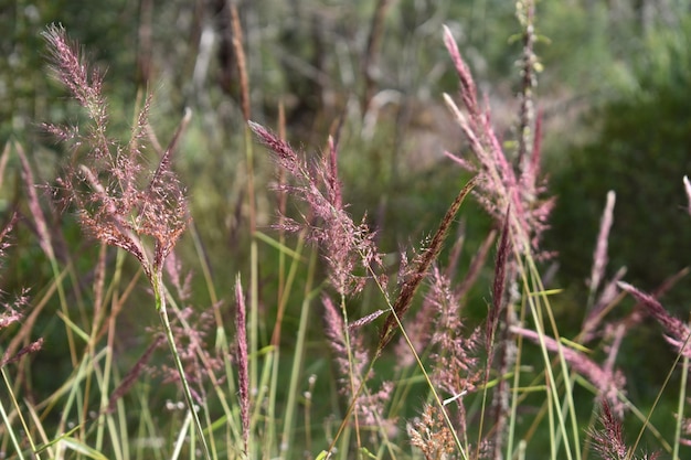 Photo close-up of plants