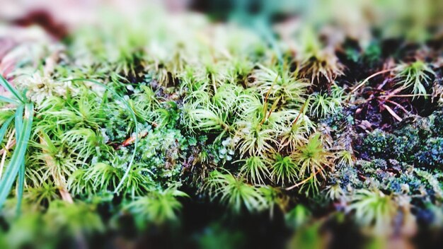 Close-up of plants