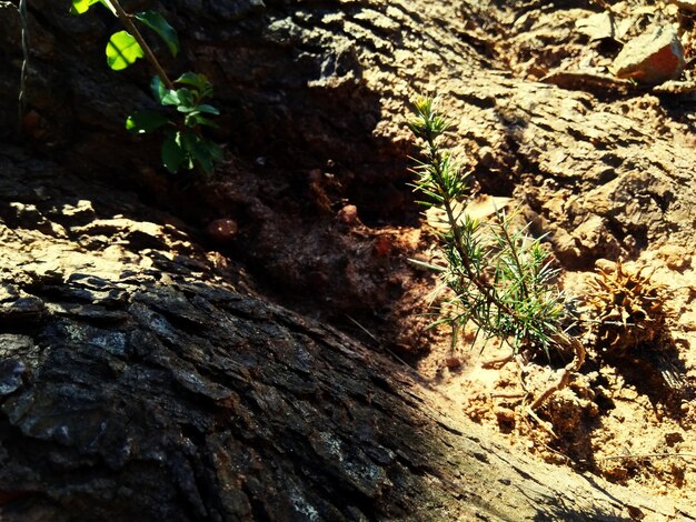 Close-up of plants