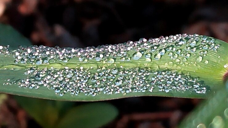 Photo close-up of plants