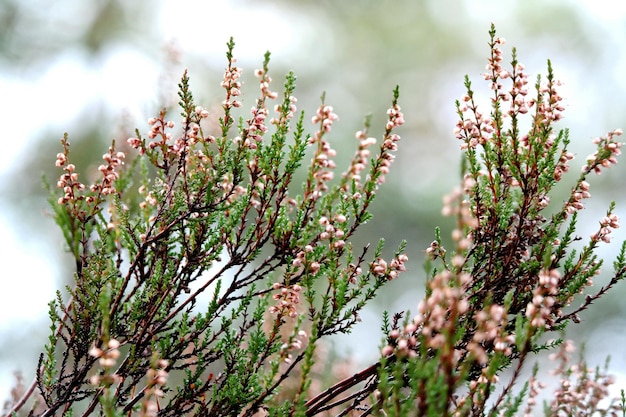 Photo close-up of plants