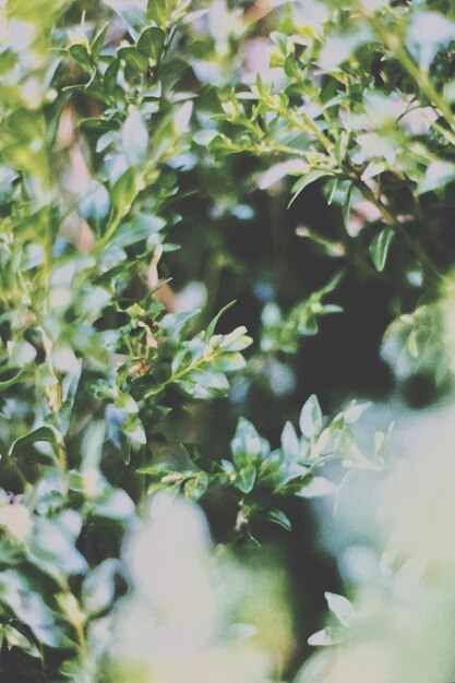 Close-up of plants