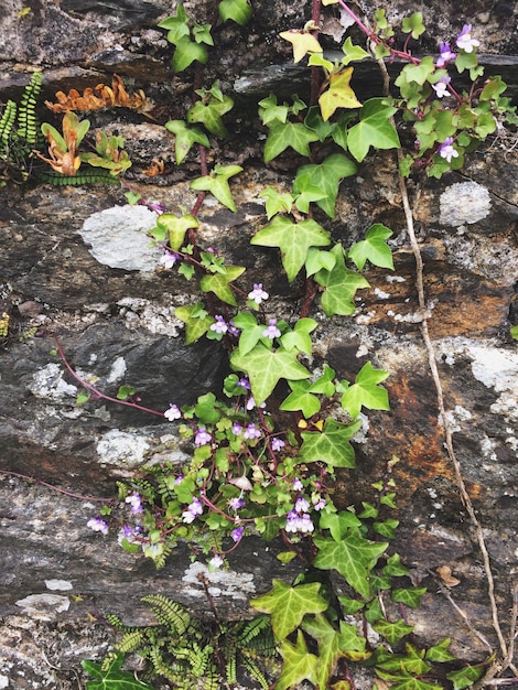 Close-up of plants