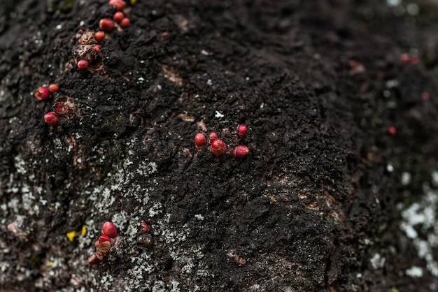 Photo close-up of plants