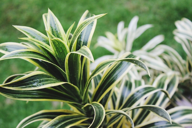 Photo close-up of plants