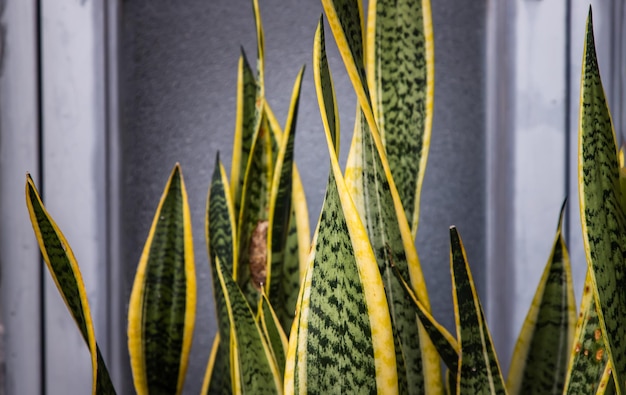 Photo close-up of plants