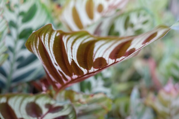 Photo close-up of plants