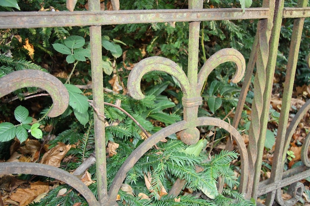 Photo close-up of plants