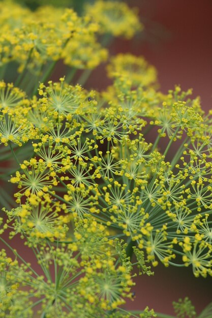 Photo close-up of plants