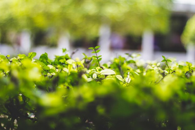 Close-up of plants