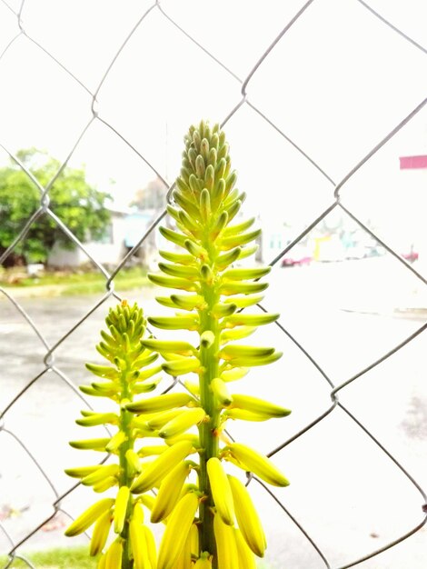 Close-up of plants