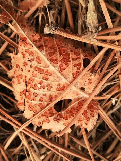 식물의 클로즈업