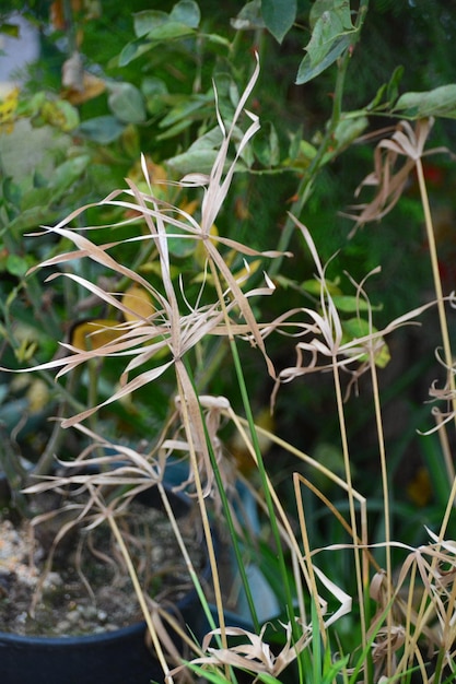 Photo close-up of plants