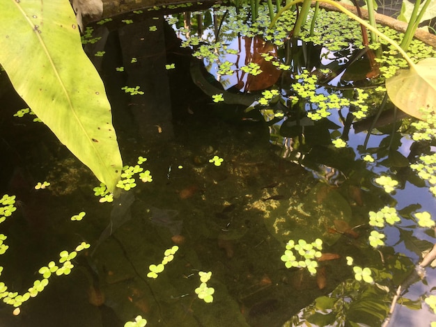 Photo close-up of plants