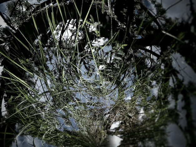 Photo close-up of plants