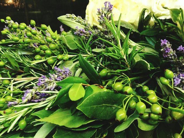 Photo close-up of plants