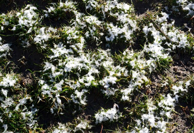 Photo close-up of plants