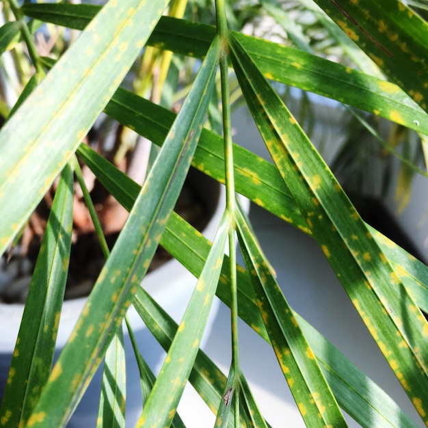 Close-up of plants