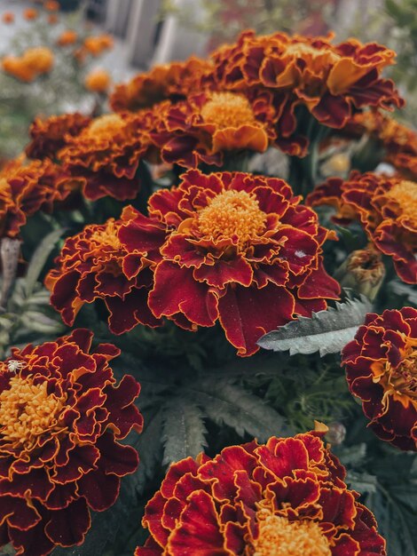 Close-up of plants