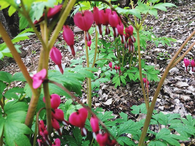 Close-up of plants