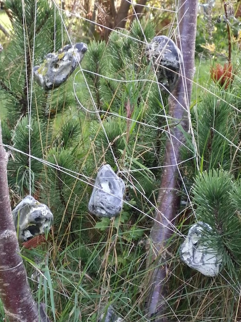 Photo close-up of plants