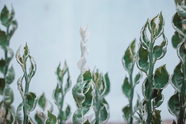 Photo close-up of plants