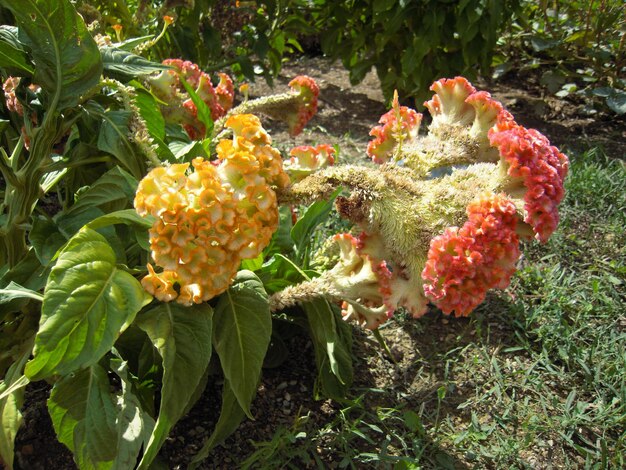 Close-up of plants