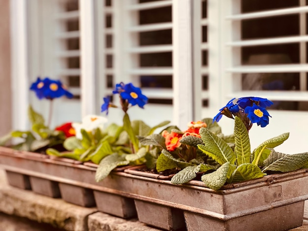 Photo close-up of plants