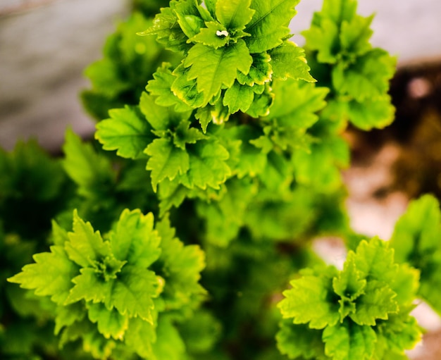 Photo close-up of plants