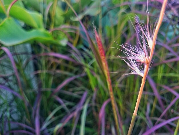 植物のクローズアップ