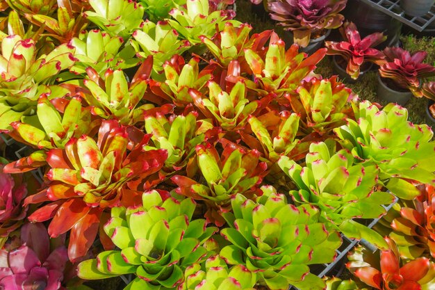 Close-up of plants