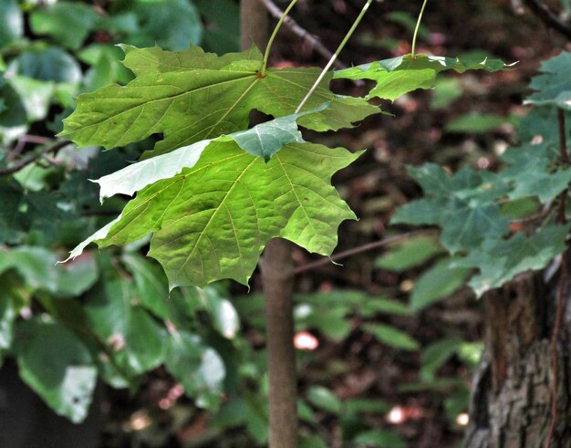 Close-up of plants